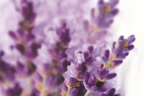Lavanda