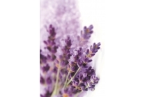 Lavanda