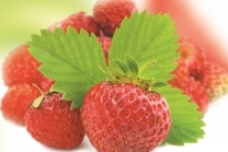 Erdbeere