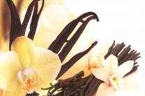 Vanilla