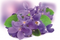 Violetten