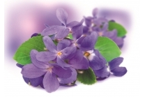 Violetten